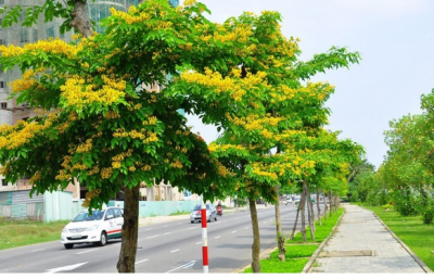 Cây xanh, môi trường